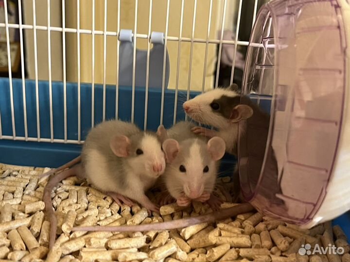 Крыса с клеткой