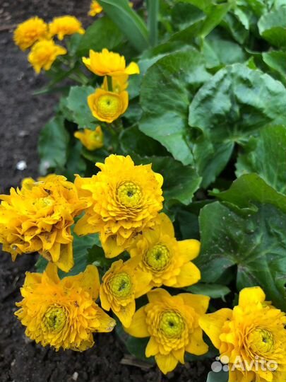 Луковичные и многолетние цветы