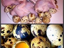 Яйцо и мясо перепелов