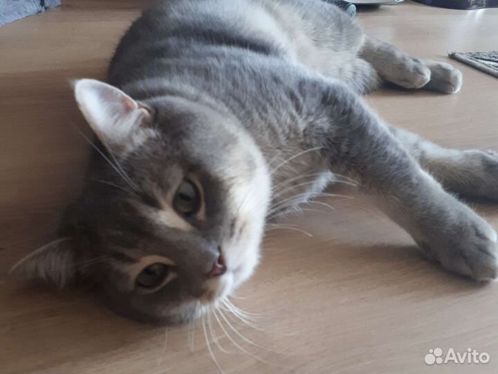 Кот в дар бесплатно