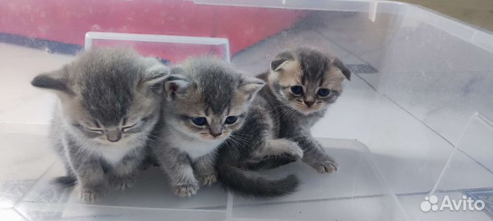 Шотландская вислоухая
