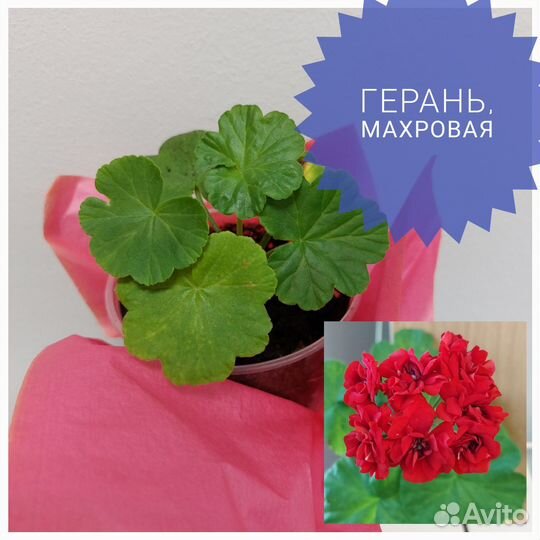 Комнатные растения цветы - несколько видов