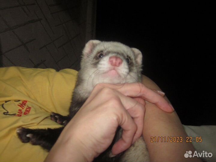 Хорек вязка