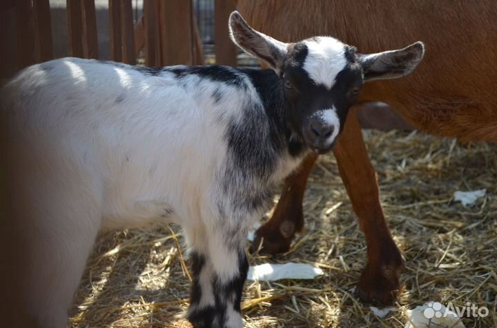 Камерунские козлята