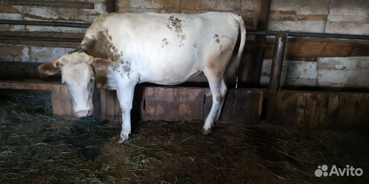 Бык и телка