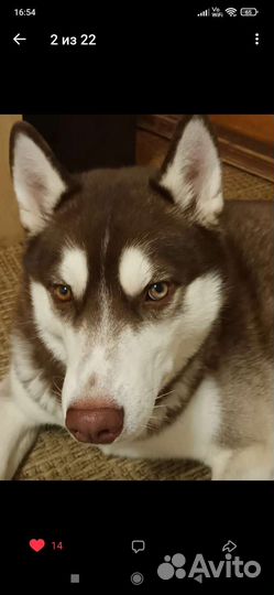 Сибирский хаски