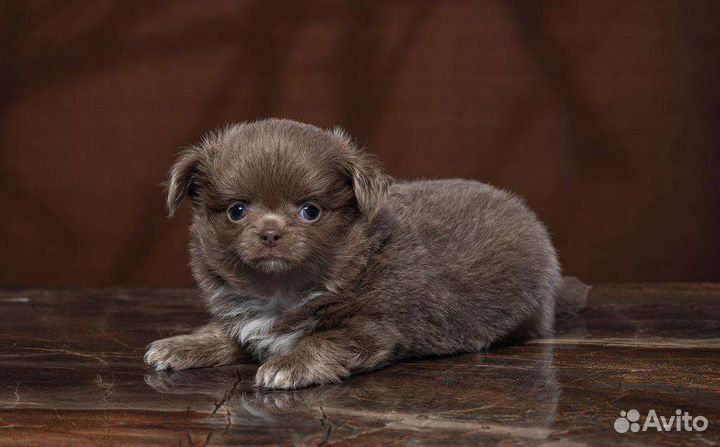 Лиловые детки чихуахуа