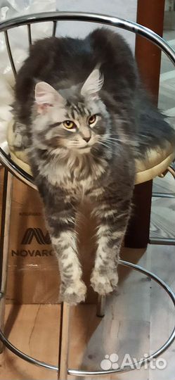 Отдам бесплатно