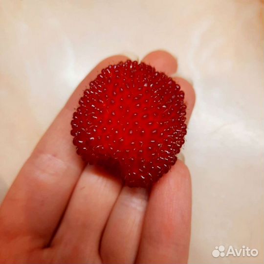 Кусты норвежской малины 