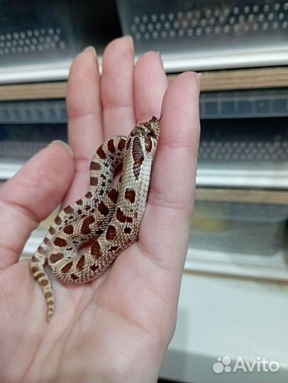 Змея Свиноносый уж