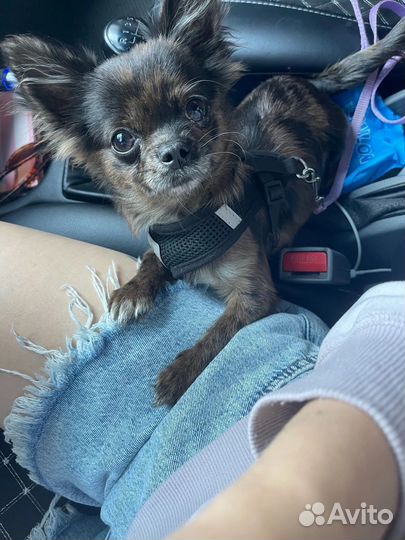 Собака чихуа хуа щенок