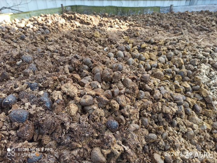 Конский навоз