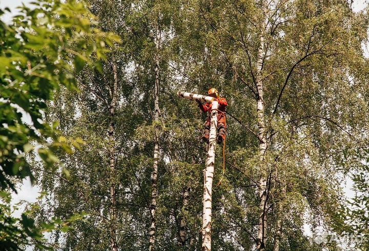Спил сложных деревьев/Гарантия