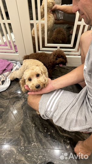 Тикап пудель Тедди Китай вязка 21см малина