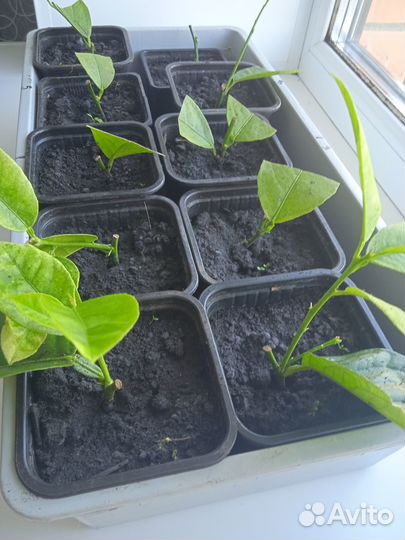 Лимон плодоносящий