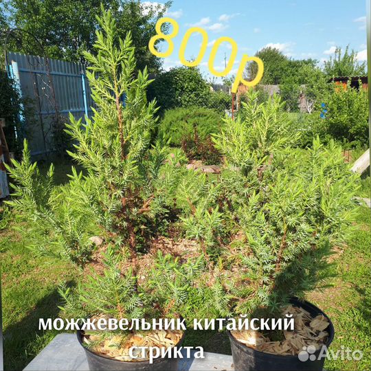 Можжевельник кипариссовик ива самшит