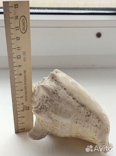 Ракушки морские из СССР цена большой рапан