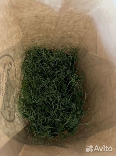 Микрозелень гороха