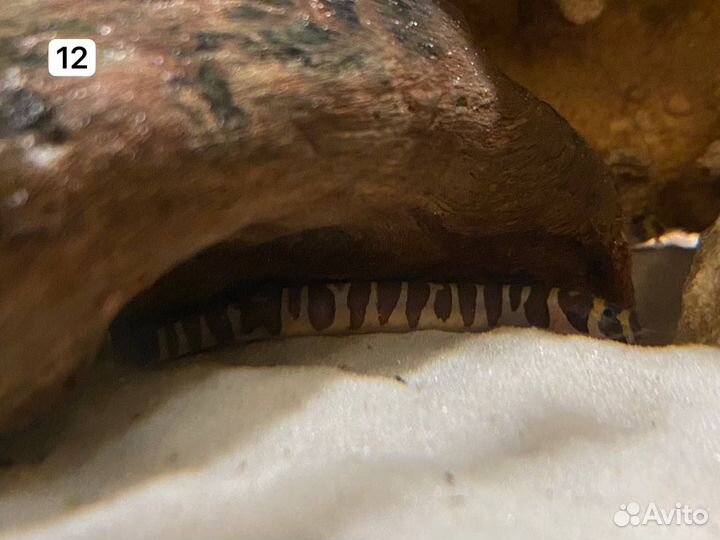 Акантофтальмус Кюля