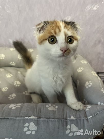 Котенок девочка в добрые руки