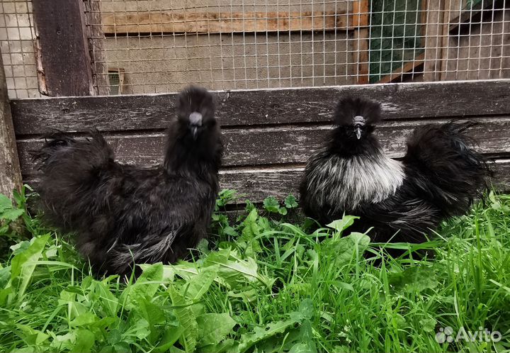 Китайские шелковые куры