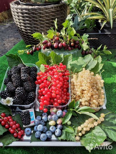 Саженцы малины рем.сортов