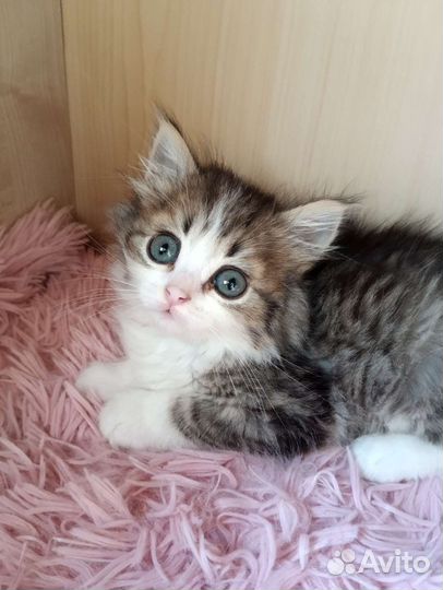 Кошка в дар бесплатно