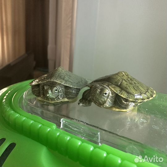 Красноухая черепаха