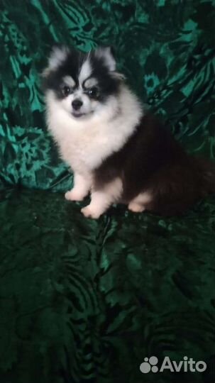 Померанский шпиц