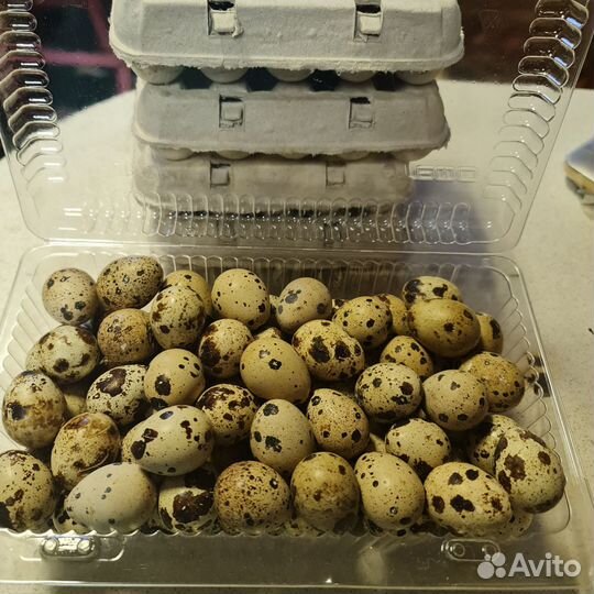 Яйцо перепелиное инкубационое и пищевое