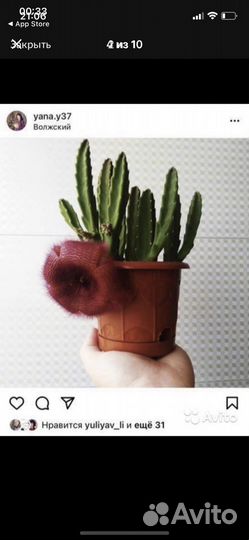 Stapelia grandiflora/gigantea