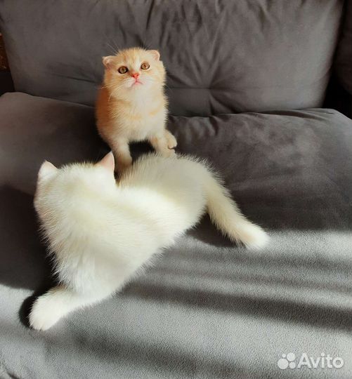 Шотландские котята