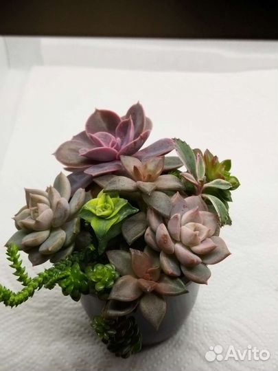 Суккуленты микс