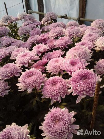 Хризантема мелкоцветная крупноцвет рассада черенок