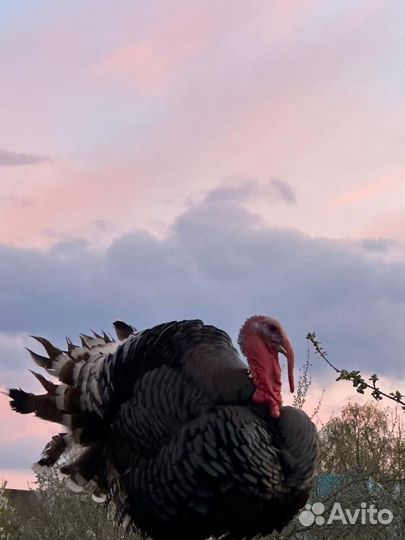 Индюк/обмен