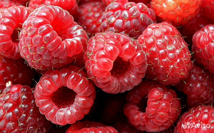 Продам малину