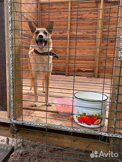 Отдам в добрые руки