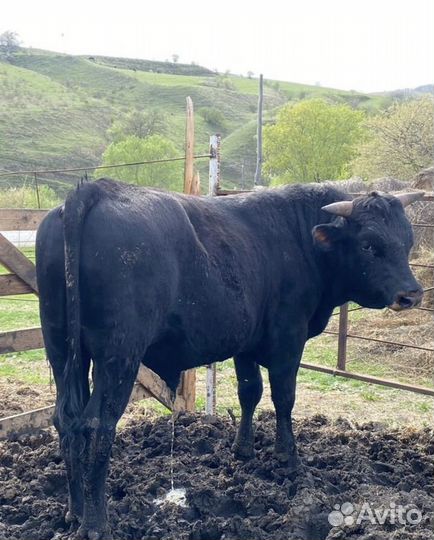 Бычки на мясо откорм