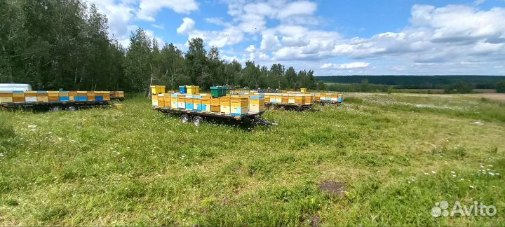 Опыление пчелами на 2024 год