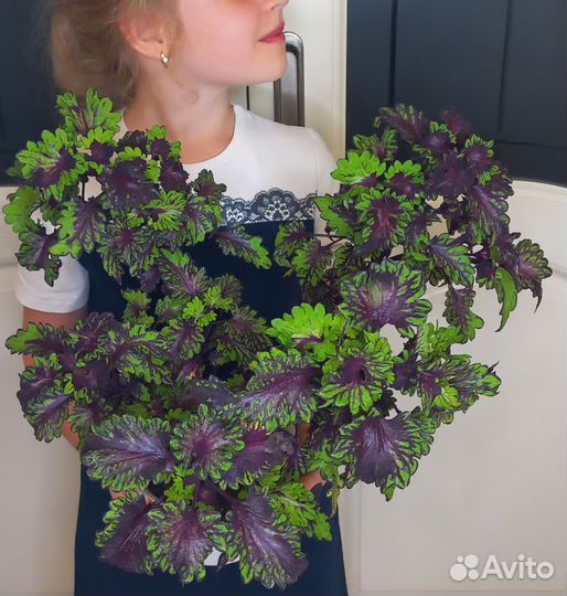Комнатные цветы. разные сорта и размеры