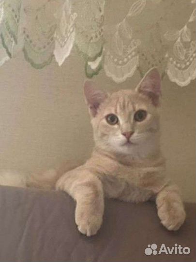 Британский кот