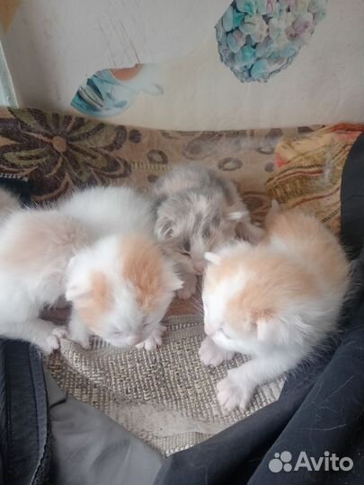 Кошки
