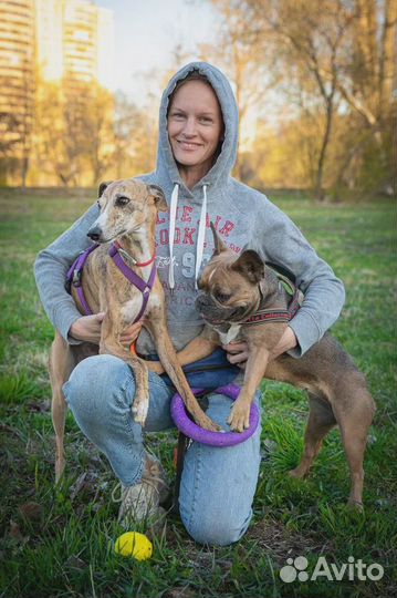 Дрессировка собак в Спб / Кинолог