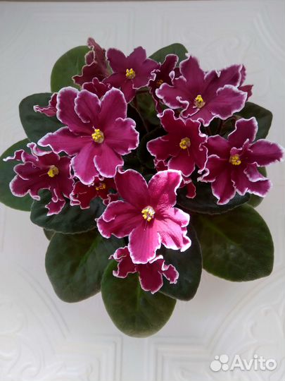 Фиалки сортовые