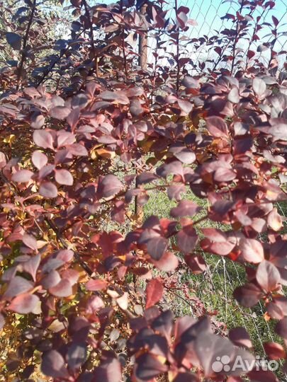 Барбарис тунберга