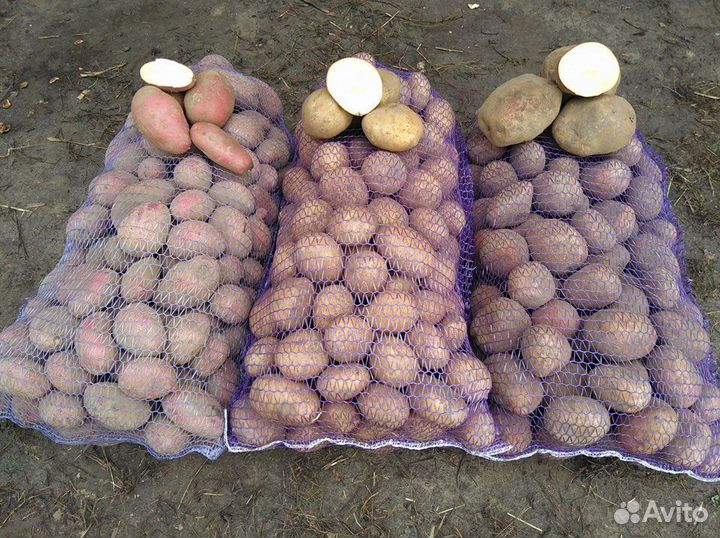 Картофель рэдсан