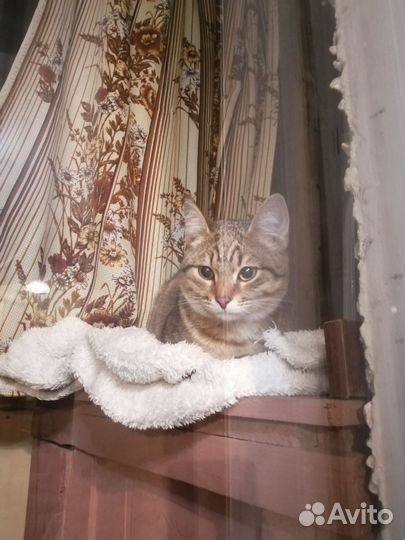 Кошки в добрые руки бесплатно