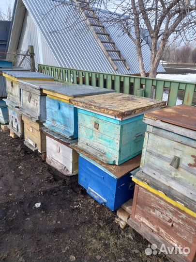 Ульи дадан,суш