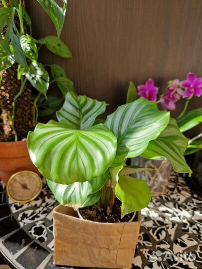 Калате Орбифолия