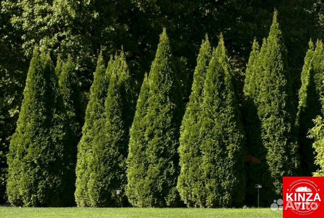 Туя смарагд 1,82 м